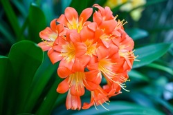 Clivia Miniata Orange Flower. Clivia Miniata, The Natal Lily Or Bush Lily Or Kaffir Lily, Is A Species Of Flowering Plant In The Genus Clivia