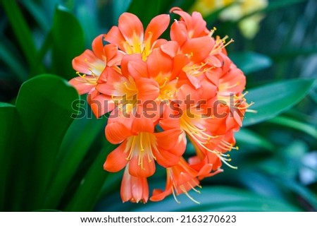 Clivia miniata orange flower. Clivia miniata, the Natal lily or bush lily or kaffir lily, is a species of flowering plant in the genus Clivia