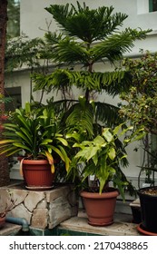 Clivia Nobilis, Araucaria, Epiphyllum Oxypetalum Among Different Plants, Indoor