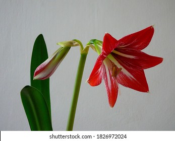 The Clivia Red, Indoor Plant