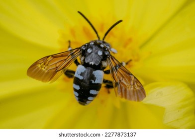 a cloak and dagger cuckoo bee sucking nectar on a yellow cosmos flower
 - Shutterstock ID 2277873137