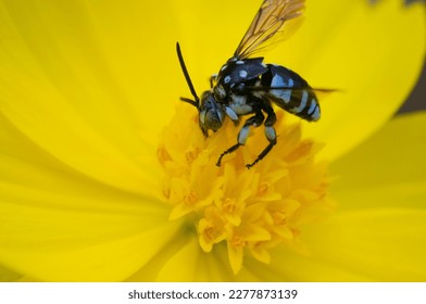a cloak and dagger cuckoo bee sucking nectar on a yellow cosmos flower
 - Shutterstock ID 2277873139