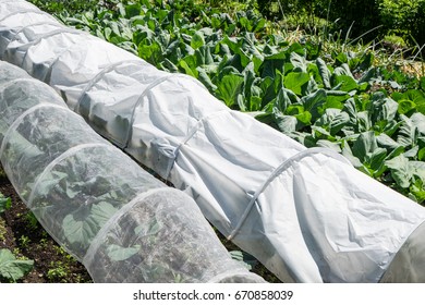 Cloche Protecting Garden Vegetables