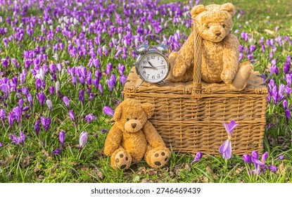 Clocks go forward in Springtime with  two Teddy Bears having a picnic in a field of purple crocuses and traditional wicker picnic basket and alarm clock.  Horizontal. Copy space