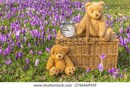 Clocks go forward in Springtime with  two Teddy Bears having a picnic in a field of purple crocuses and traditional wicker picnic basket and alarm clock.  Horizontal. Copy space