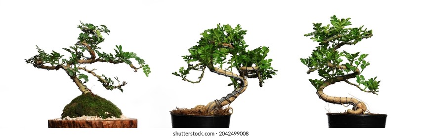 Cloe up Bonsai Tree against white background , Small green bonsai tree for home and office decoration - Powered by Shutterstock