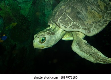 Cloe, the Kemp's Ridley Sea turtle close up, Moody Gardens Aquarium Pyramid, Galveston, Texas