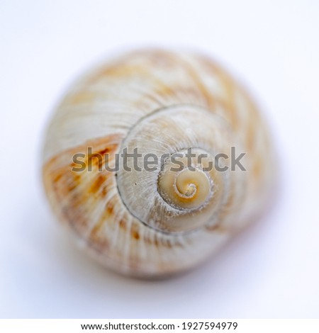 cloe up of a snail shell 