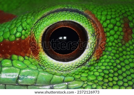 Cloeseup eyes Madagascar giant day gecko on dry bud, Animal cloeseup eyes