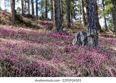 cloesup colorful calluna between pine trees