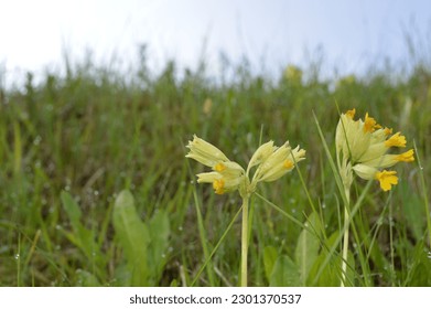 cloesup of cowslip in lawn