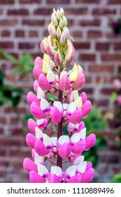 A Cloesup Shot Of A Bigleaf Lupine In Full Bloom.