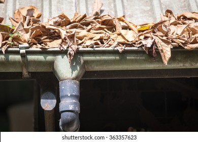 Clogged Gutter and Leafs