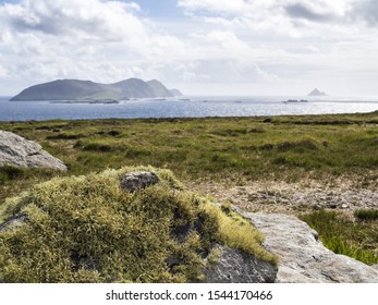 At Clogher Head Peninsula Dingle Ireland With Sheep