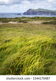 At Clogher Head Peninsula Dingle Ireland With Sheep