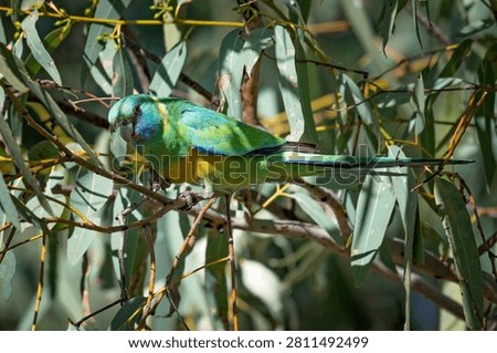 Cloncurry ringneck bird perched in a tree at Mary Kathleen Queensland
