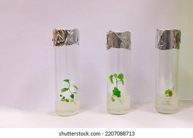 Cloned Micro Plants In Test Tubes With Nutrient Medium. Micropropagation Technology In Vitro.