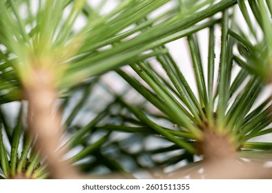 Clopse up of Pine Needles