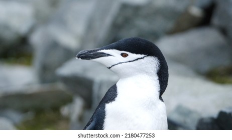 681 Pygoscelis Antarcticus Images, Stock Photos & Vectors | Shutterstock