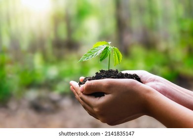 Clos Up Hand Holding Small Tree For Planting. Concept Earth Day