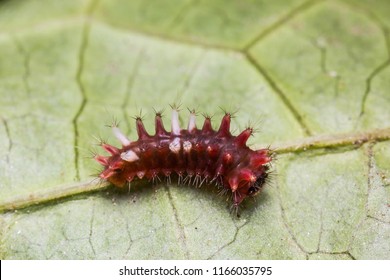 Close Up Of 1st Instar Burmese Batwing (Atrophaneura Varuna Zaleucus) Caterpillar On Its Host Plant Leaf