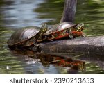 Close up of 2 Painted Turtles (Chrysemys picta) basking on a log in a pond in the Chippewa National Forest, northern Minnesota USA