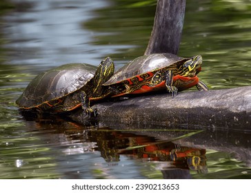 Close up of 2 Painted Turtles (Chrysemys picta) basking on a log in a pond in the Chippewa National Forest, northern Minnesota USA - Powered by Shutterstock