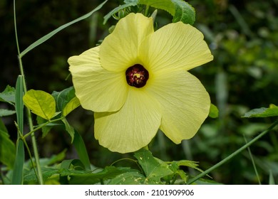 Close Up Abelmosk, Ambrette Seeds, Annual Hibiscus, Bamia Moschata Flower. (Scientific Name Abelmoschus Moschatus Medik)