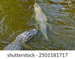 Close up from above of two Mississippi alligators, also called American alligators, swimming one after the other and their bulky bodies with their big heads and long snouts are visible.