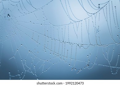 Close Up Abstract Art Macro Photography Of Cobweb Or Spiderweb With Rain Or Dew Water Drops In The Morning Fog. Natural Abstract Background.