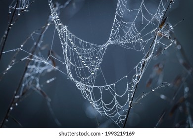 Close Up Abstract Art Macro Photography Of Cobweb Or Spiderweb With Rain Or Dew Water Drops In The Morning Fog. Natural Abstract Background.
