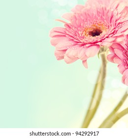 Close up abstract of colorful pink daisy gerbera flowers