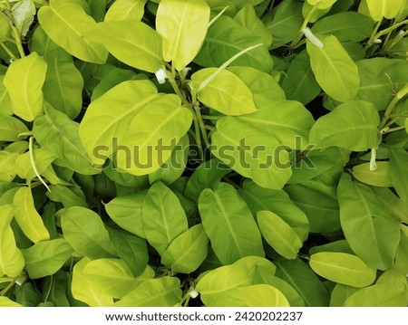 close up abstract green leaf textur nature background tripical leaves