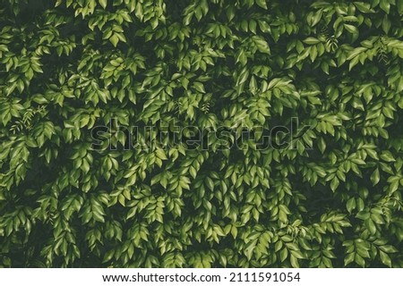 close up abstract green leaf texture nature background tropical leaves