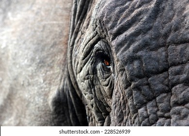 A close up abstract image of an elephants face.