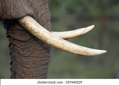 A close up abstract image of an elephants tusks