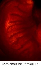 Close Up Abstract Photo Of A Tomato, Wallpaper, Veins