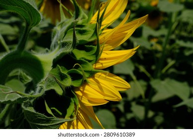 Close up abstract side view of a vibrant yellow sunflower blooming with green sepals and leaves in a sunny field