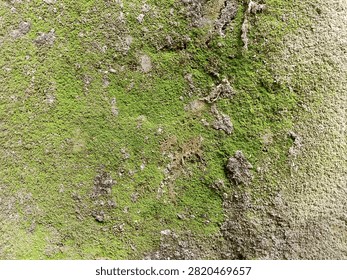 close up abstract texture background of vibrant green moss and lichen growing naturally on old rough concrete or stone wal surface