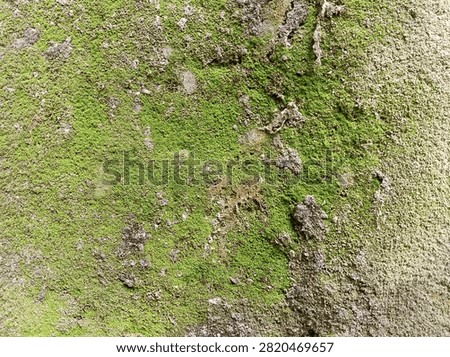 close up abstract texture background of vibrant green moss and lichen growing naturally on old rough concrete or stone wal surface