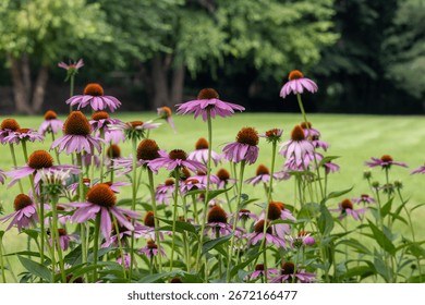 Close up abstract texture view of blooming purple coneflowers (echinacea purpurea) with defocused background