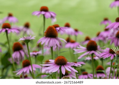 Close up abstract texture view of blooming purple coneflowers (echinacea purpurea) with defocused background