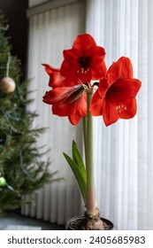 Close up abstract texture view of a red amaryllis plant flower in bloom with defocused white vertical blinds background