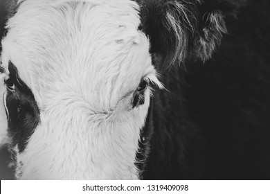 Up close, abstract view of a cow's face.  