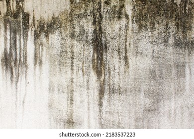 Close up abstract wet fungus facade house cement wall