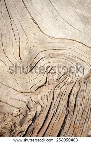 Similar – Image, Stock Photo Elephant eye? Knothole