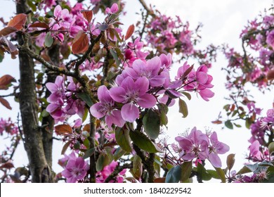 Close up of abundant magenta pink apple blossom on branches of Malus domestica 'Maypole'. Columnar apple tree (Ballerina series) in Spring.