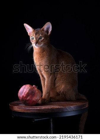 Close Up Abyssinian Cat Studio Portrait Imagine de stoc © 