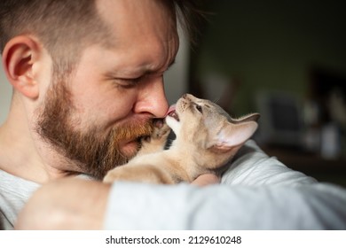 Close up of abyssinian kitten licking bearded man's nose. Love relationship, friendship between human and cat. Pets care. World cat day. Selective focus. - Shutterstock ID 2129610248
