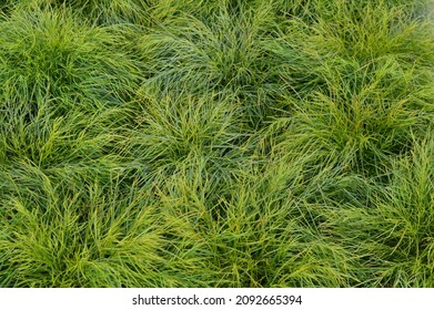 Close Up Of Acacia Limelight Leaves Garden Plants.